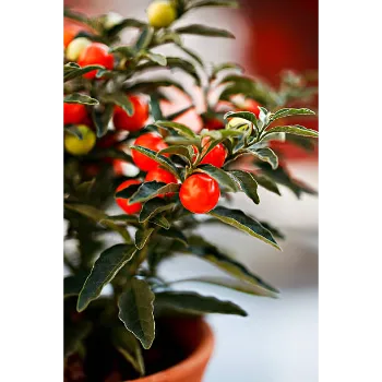 Pomegranate Plant
